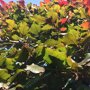Leibeuk rood (Fagus)